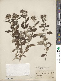 Caryopteris incana image