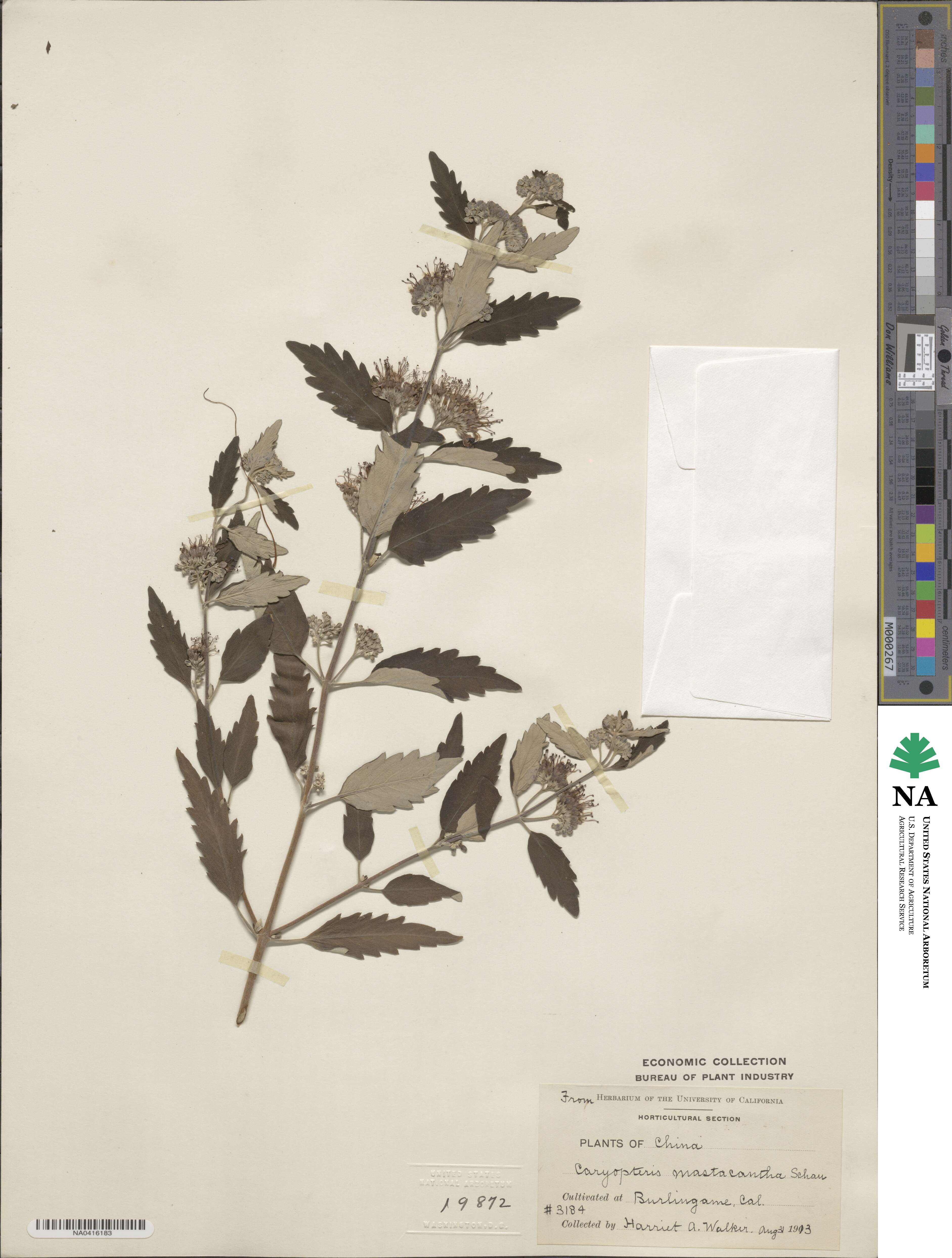 Caryopteris incana var. incana image