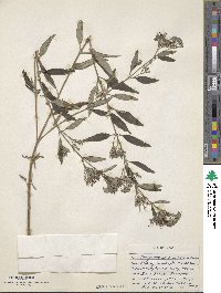 Image of Caryopteris mongholica