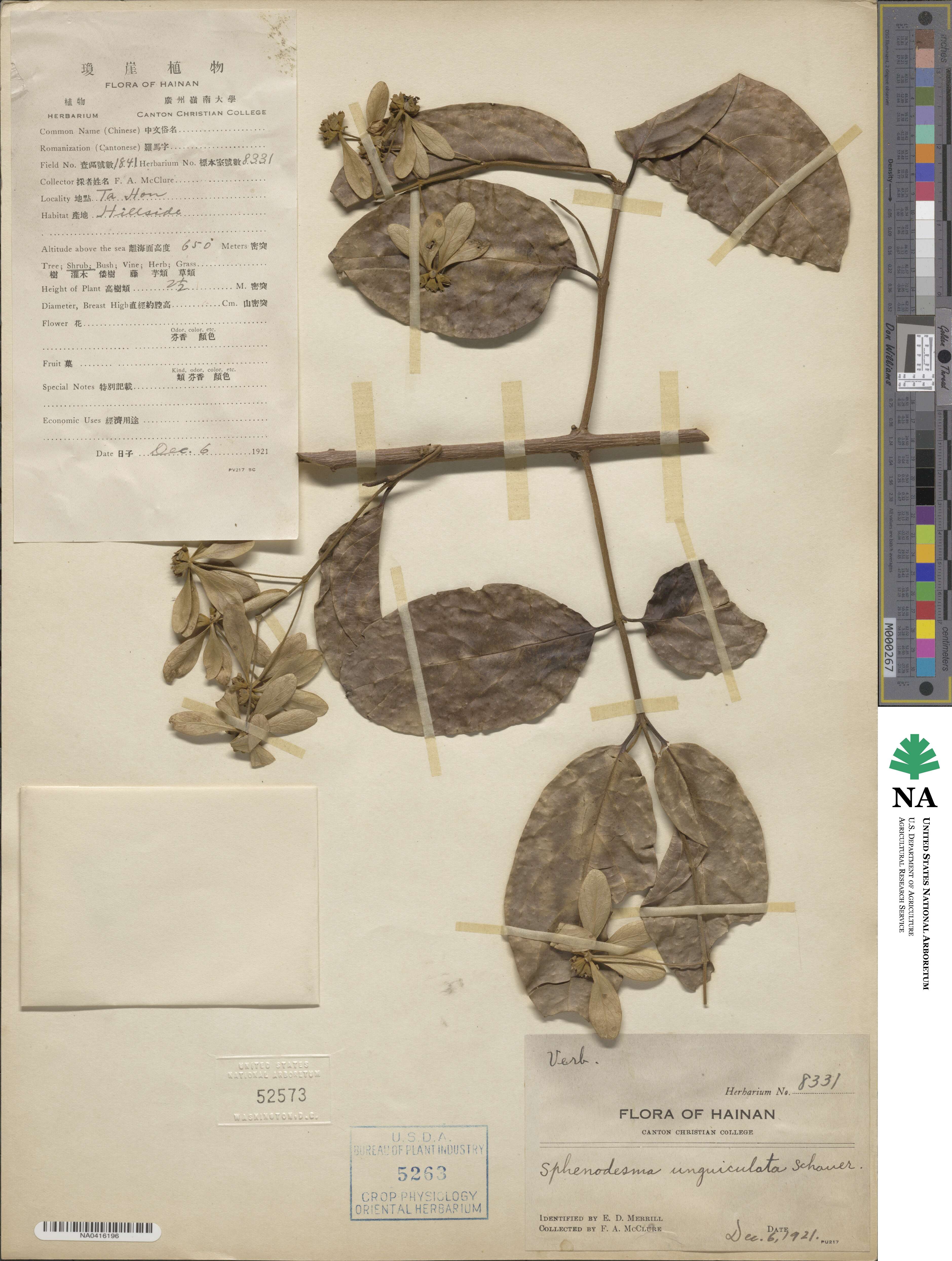 Sphenodesme involucrata image