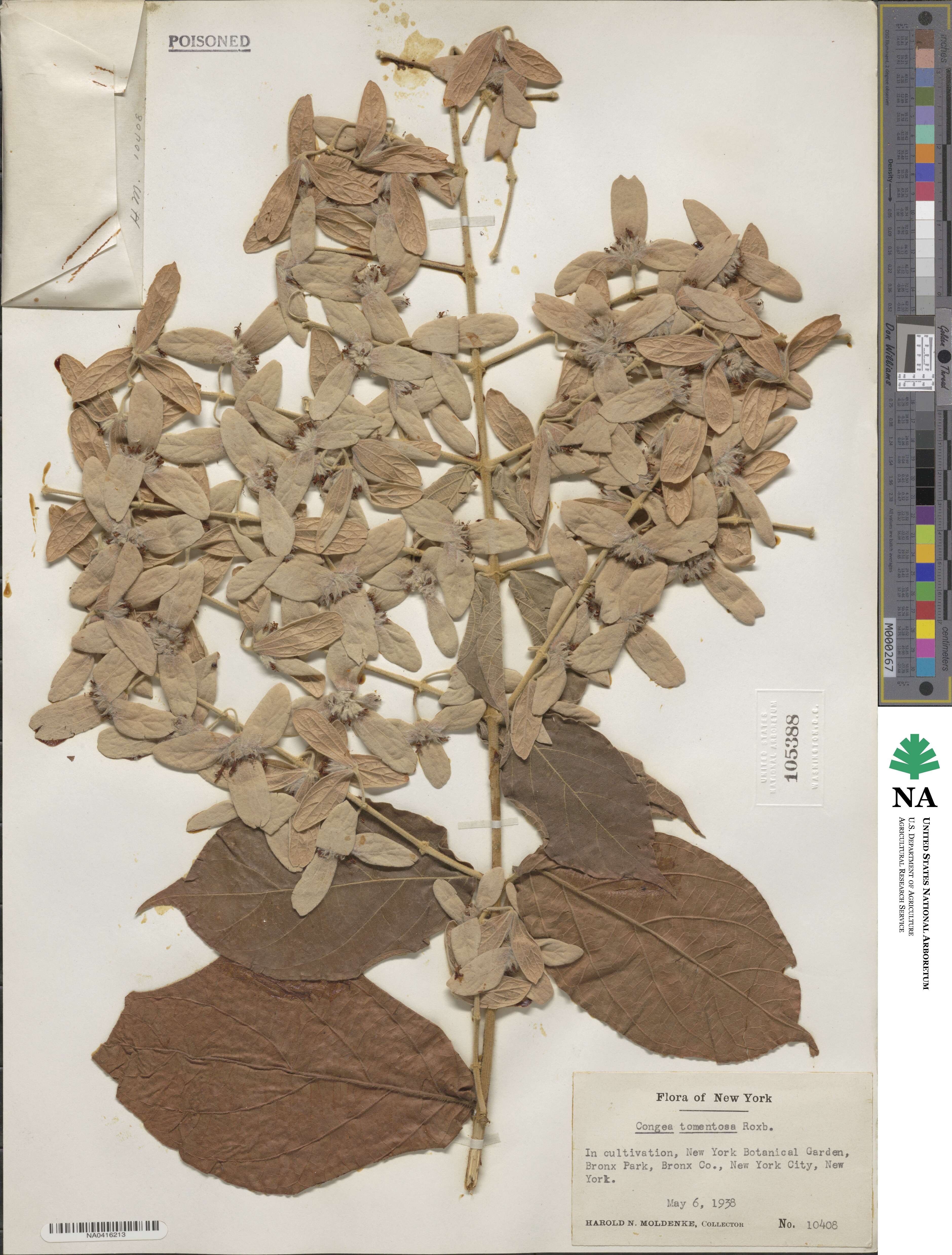 Congea tomentosa image