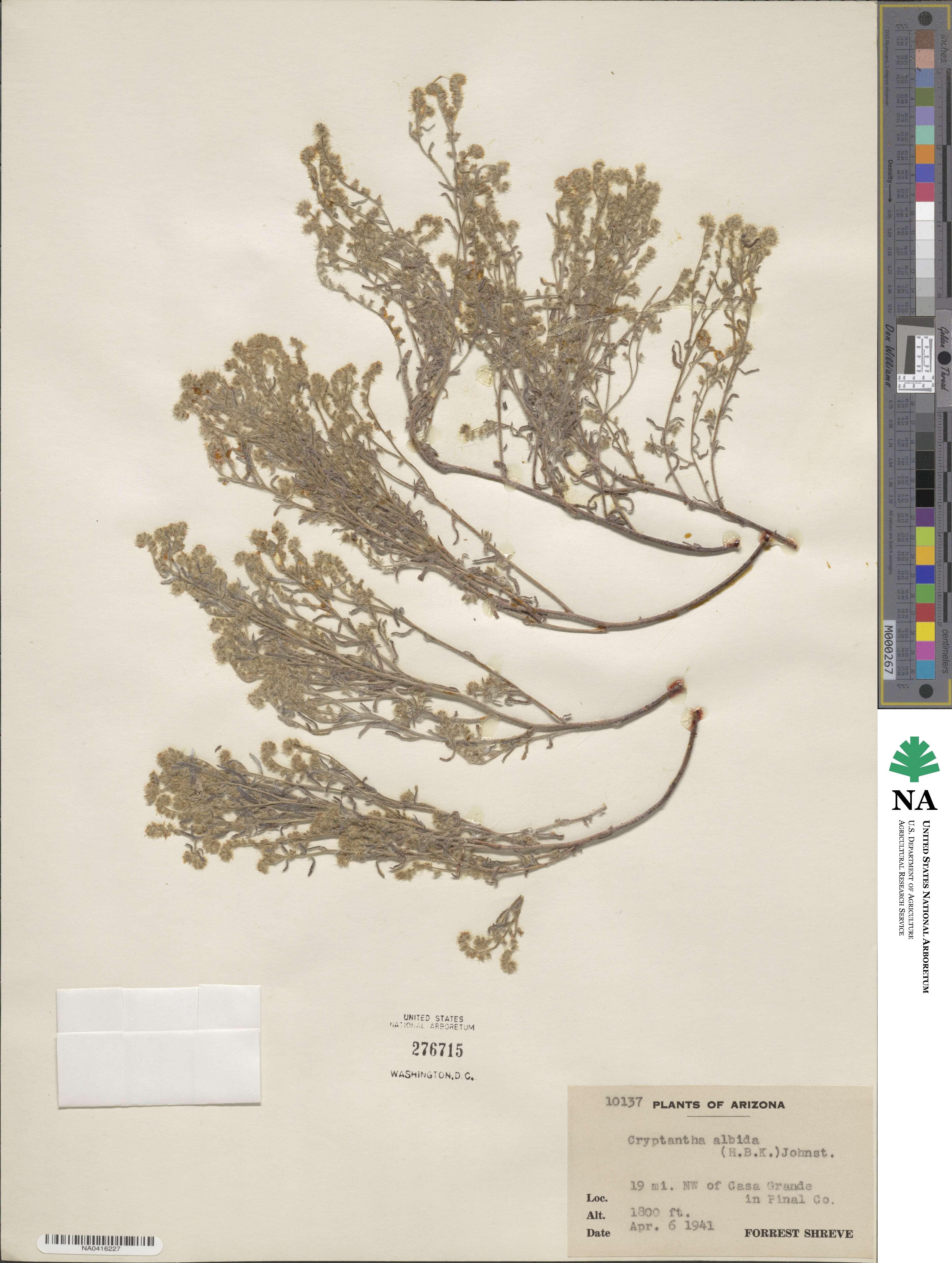 Johnstonella albida image