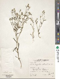 Cryptantha affinis image