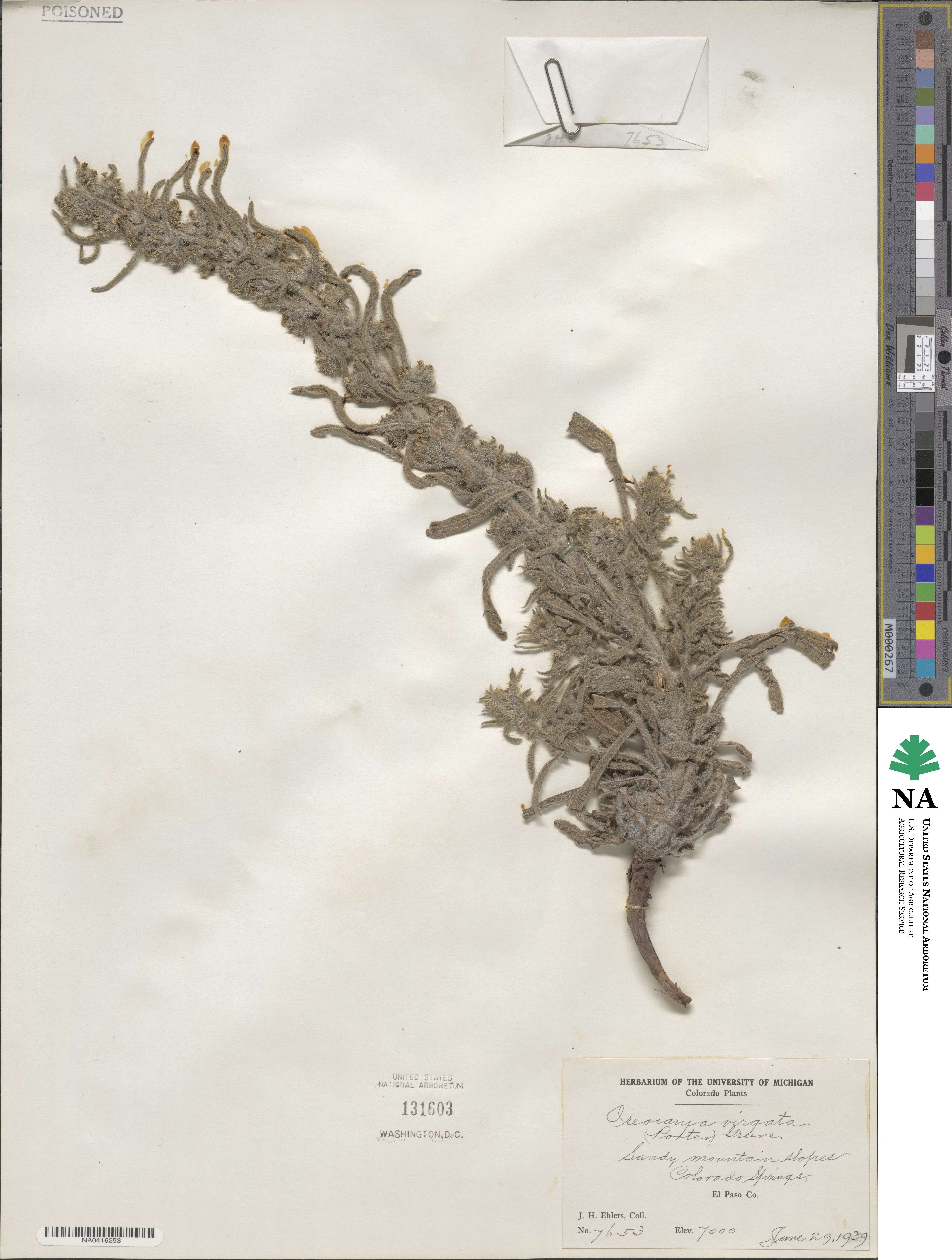 Oreocarya virgata image