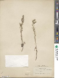 Oreocarya suffruticosa image