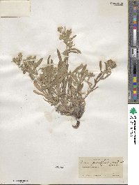 Oreocarya suffruticosa image