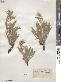 Oreocarya suffruticosa image