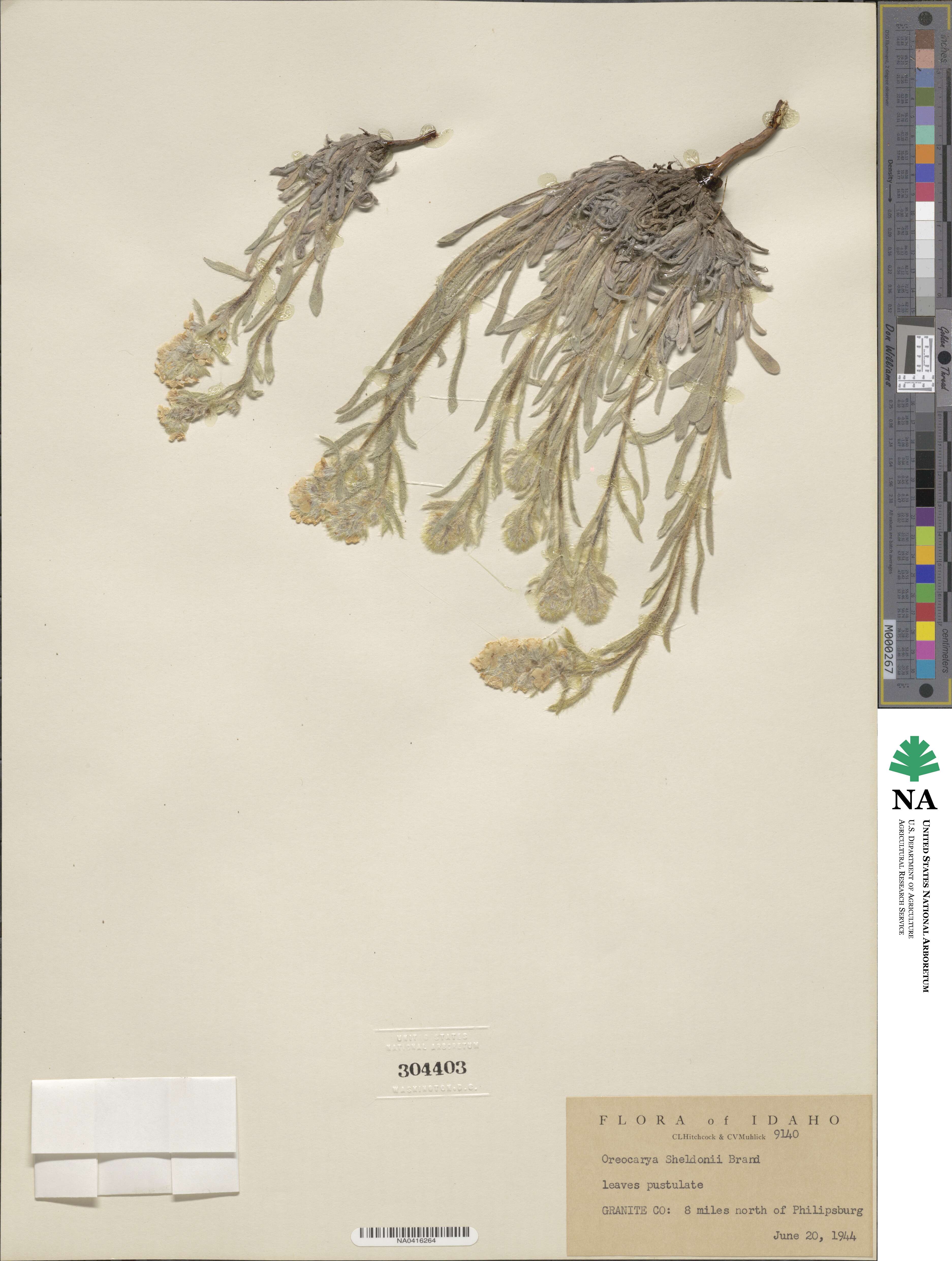 Oreocarya celosioides image