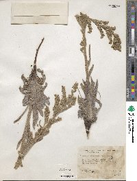 Oreocarya setosissima image