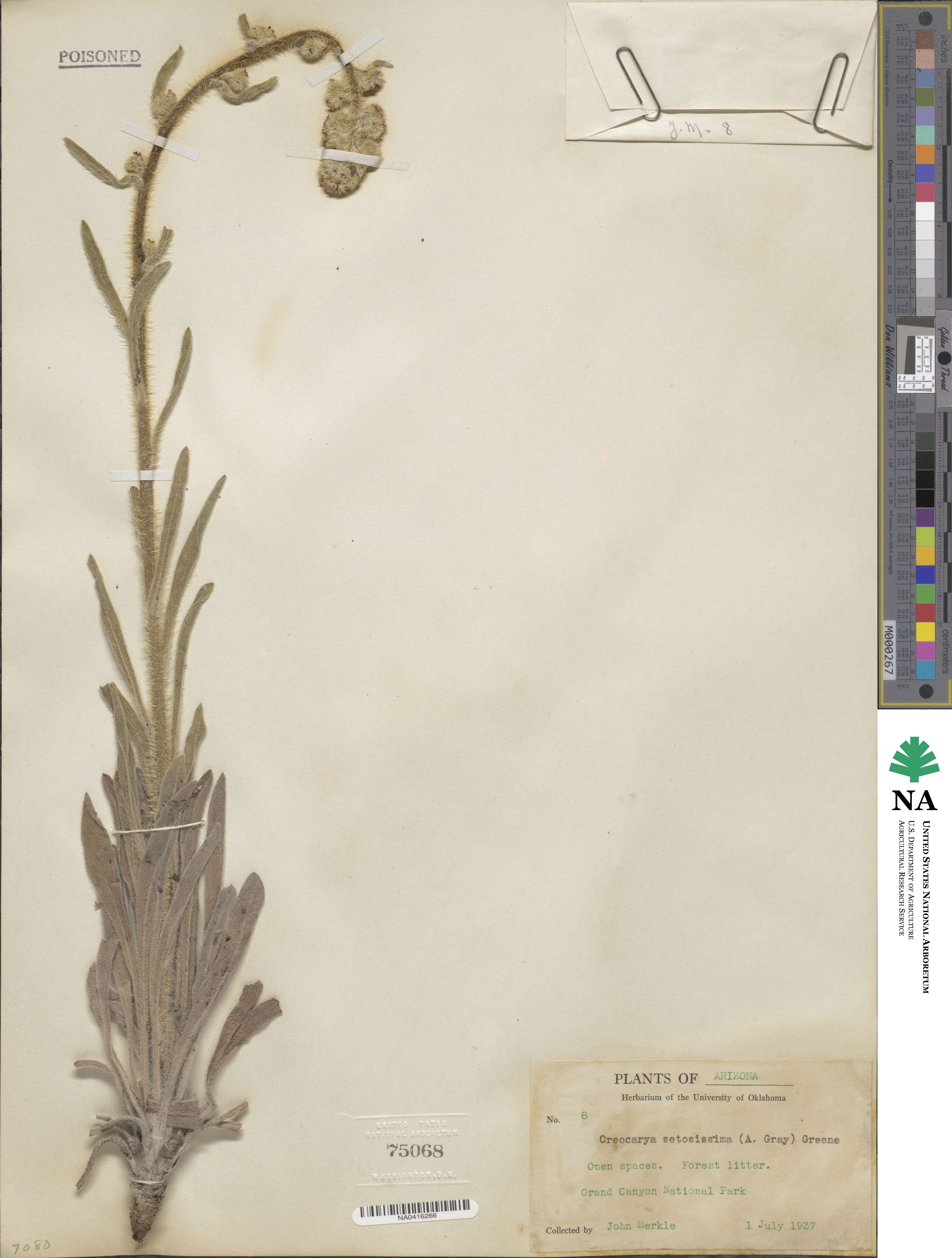 Oreocarya setosissima image