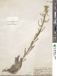 Oreocarya setosissima image