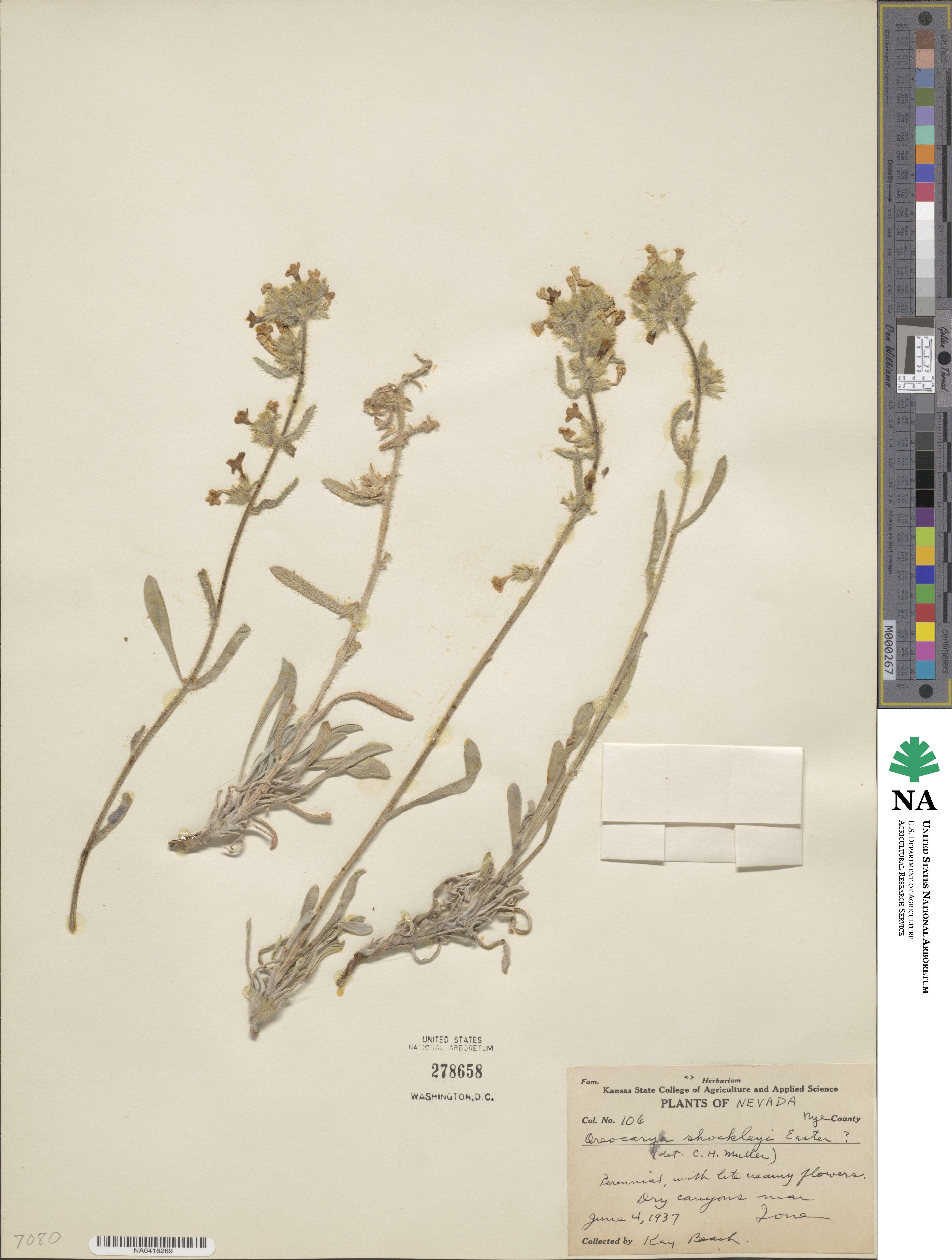 Oreocarya flavoculata image