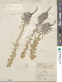 Oreocarya celosioides image