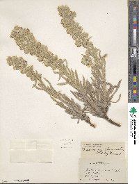 Oreocarya celosioides image