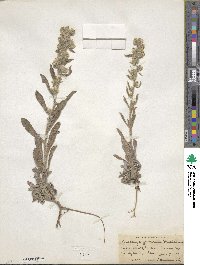 Oreocarya celosioides image