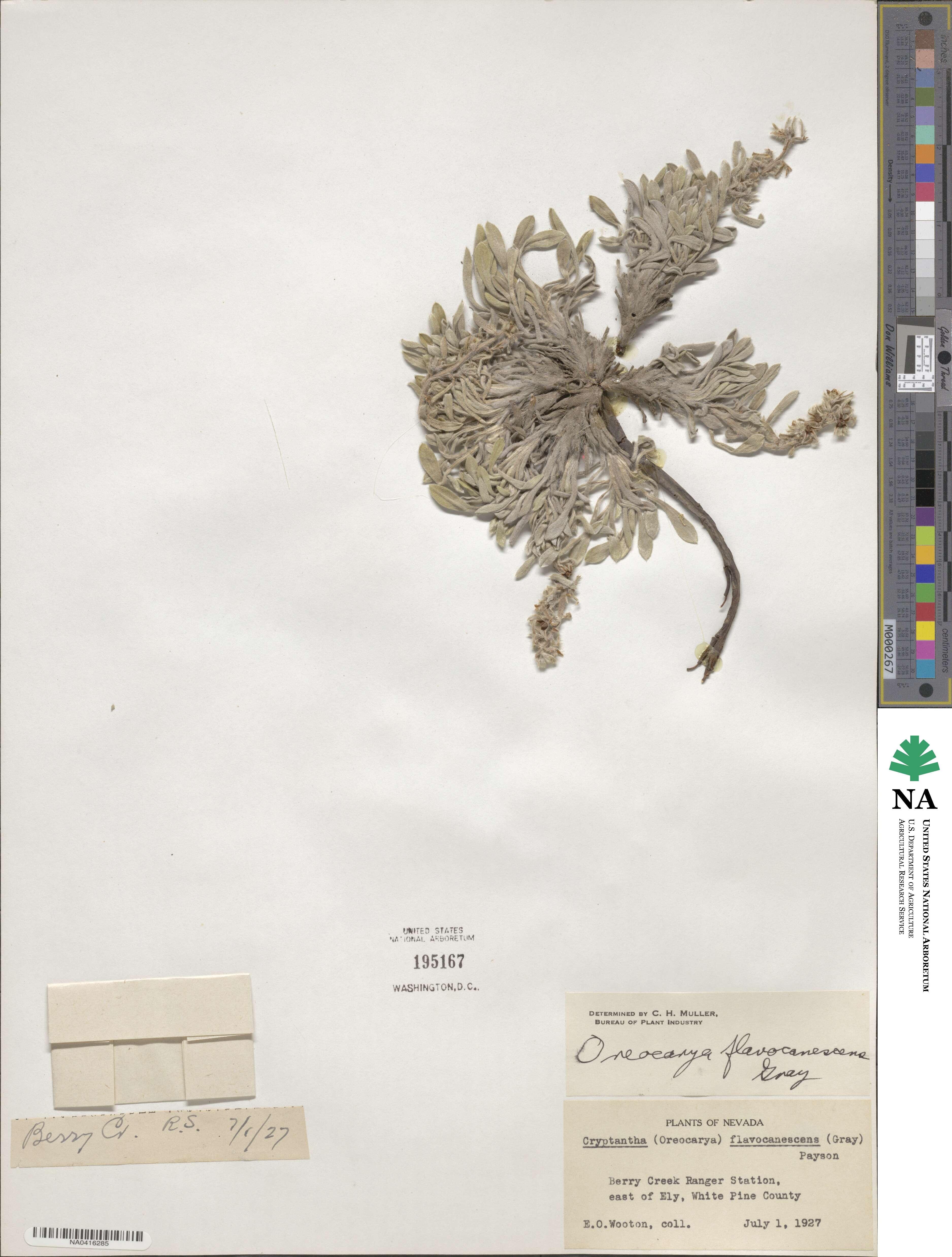Oreocarya fulvocanescens image