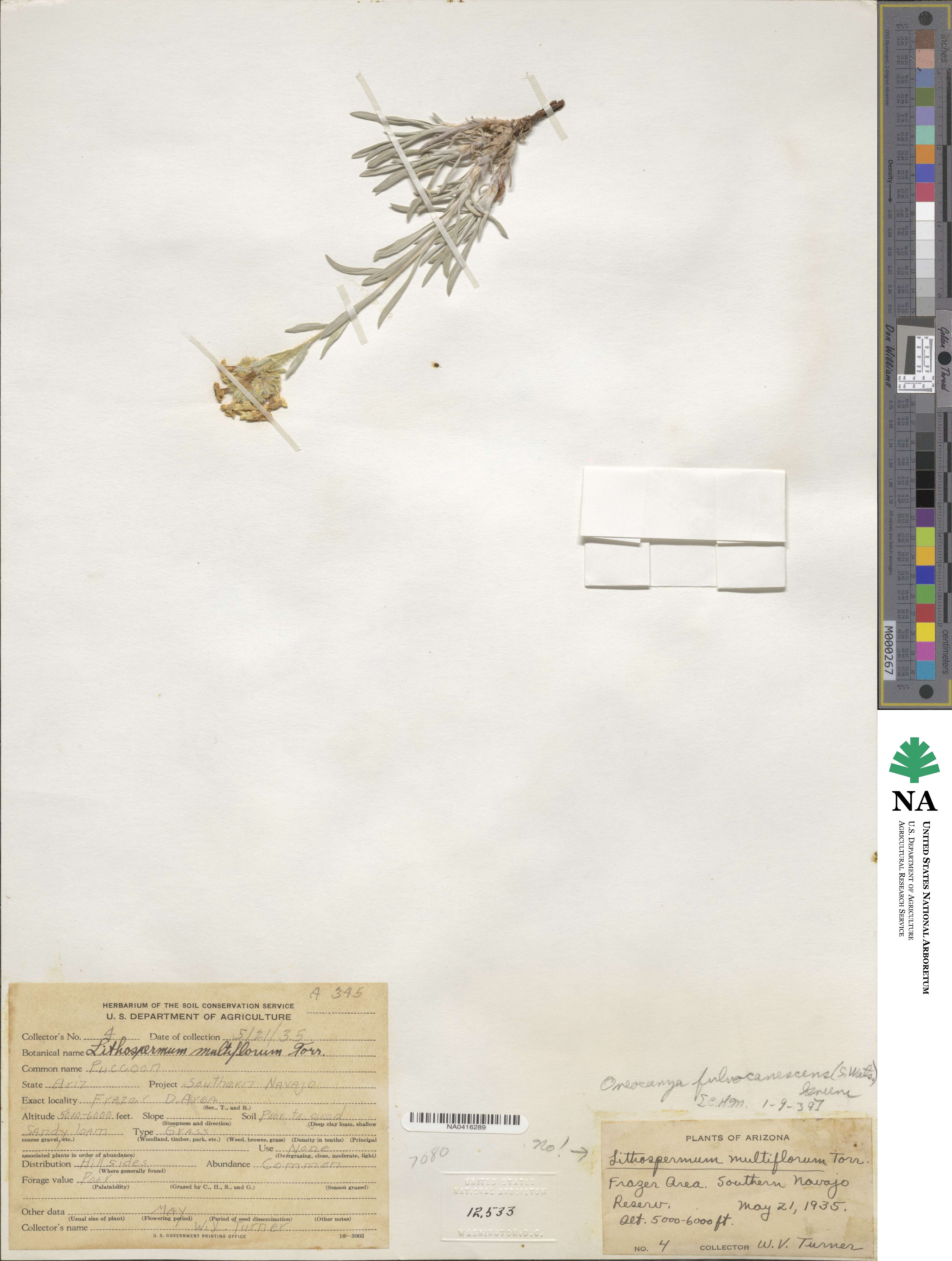 Oreocarya fulvocanescens image