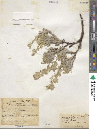 Oreocarya fulvocanescens image