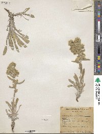 Oreocarya flavoculata image