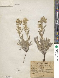 Oreocarya confertiflora image