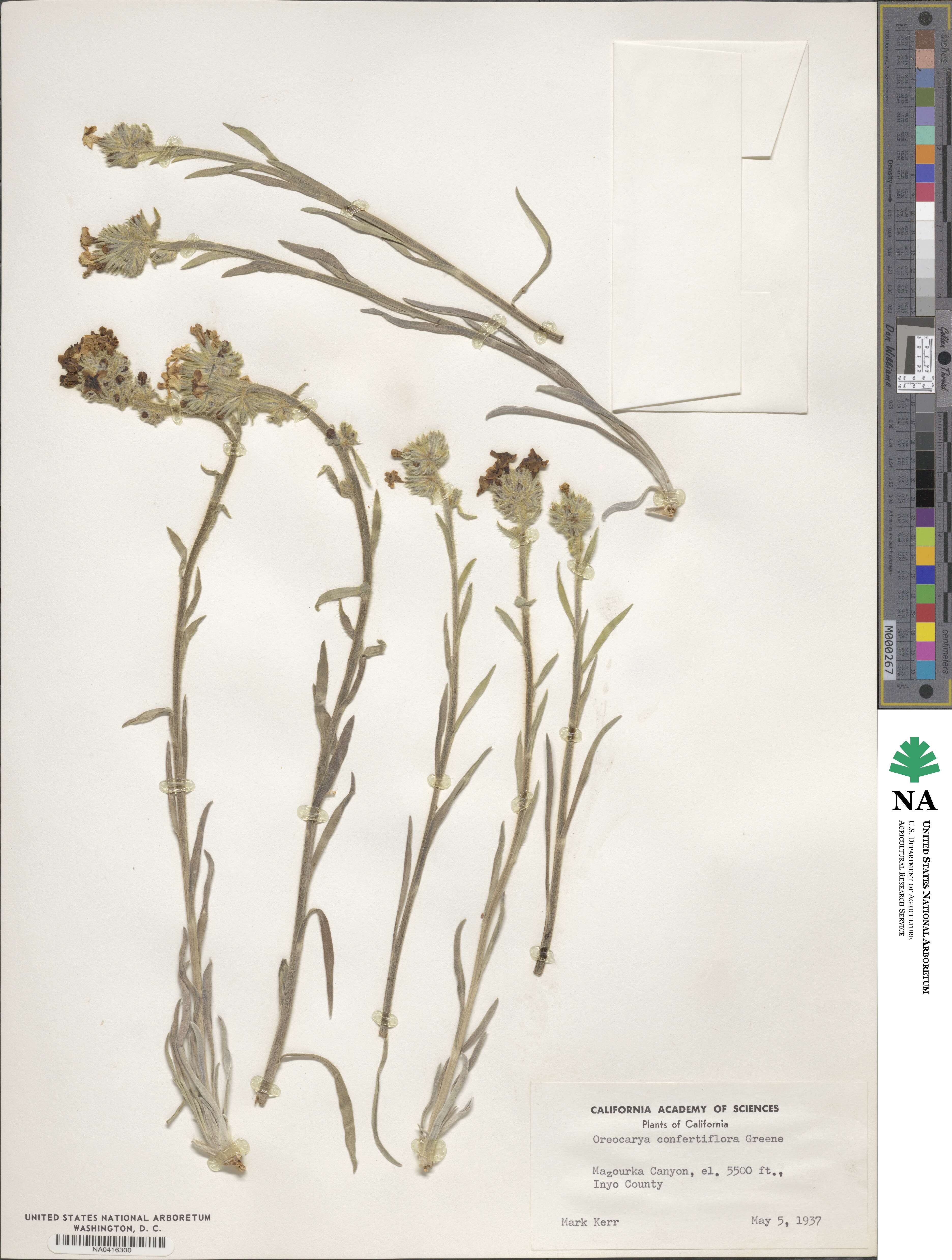 Oreocarya confertiflora image