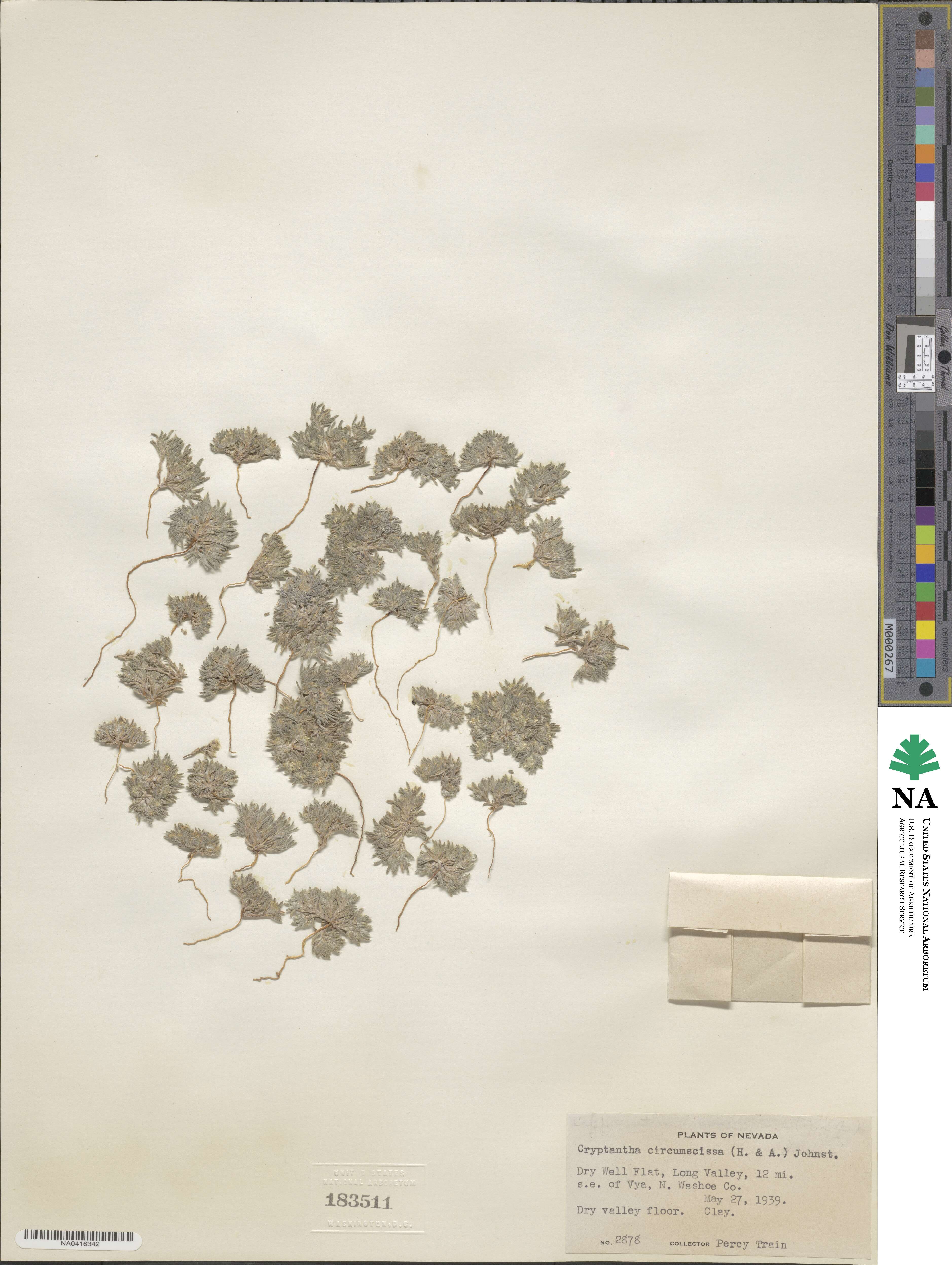 Greeneocharis circumscissa image
