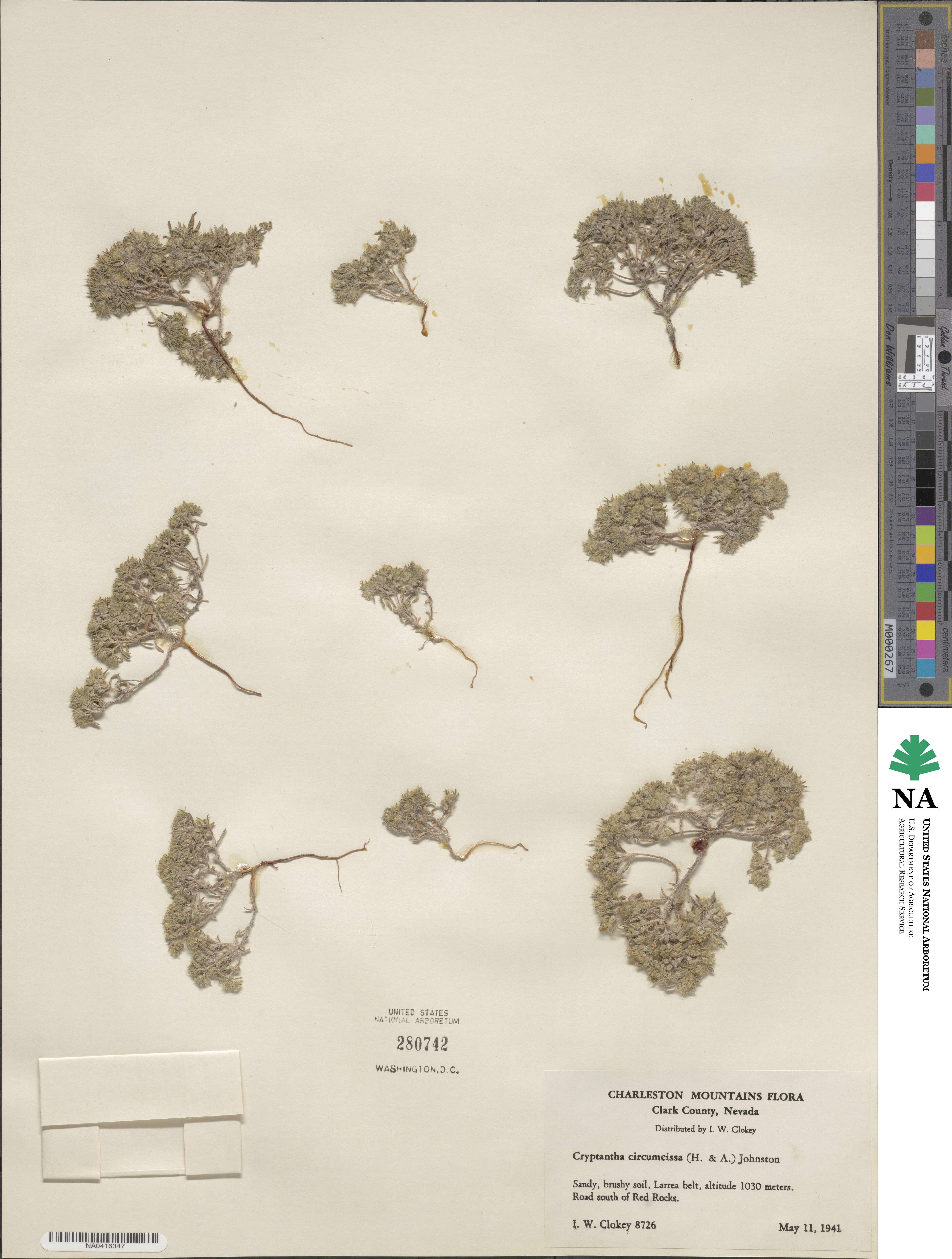 Greeneocharis circumscissa image