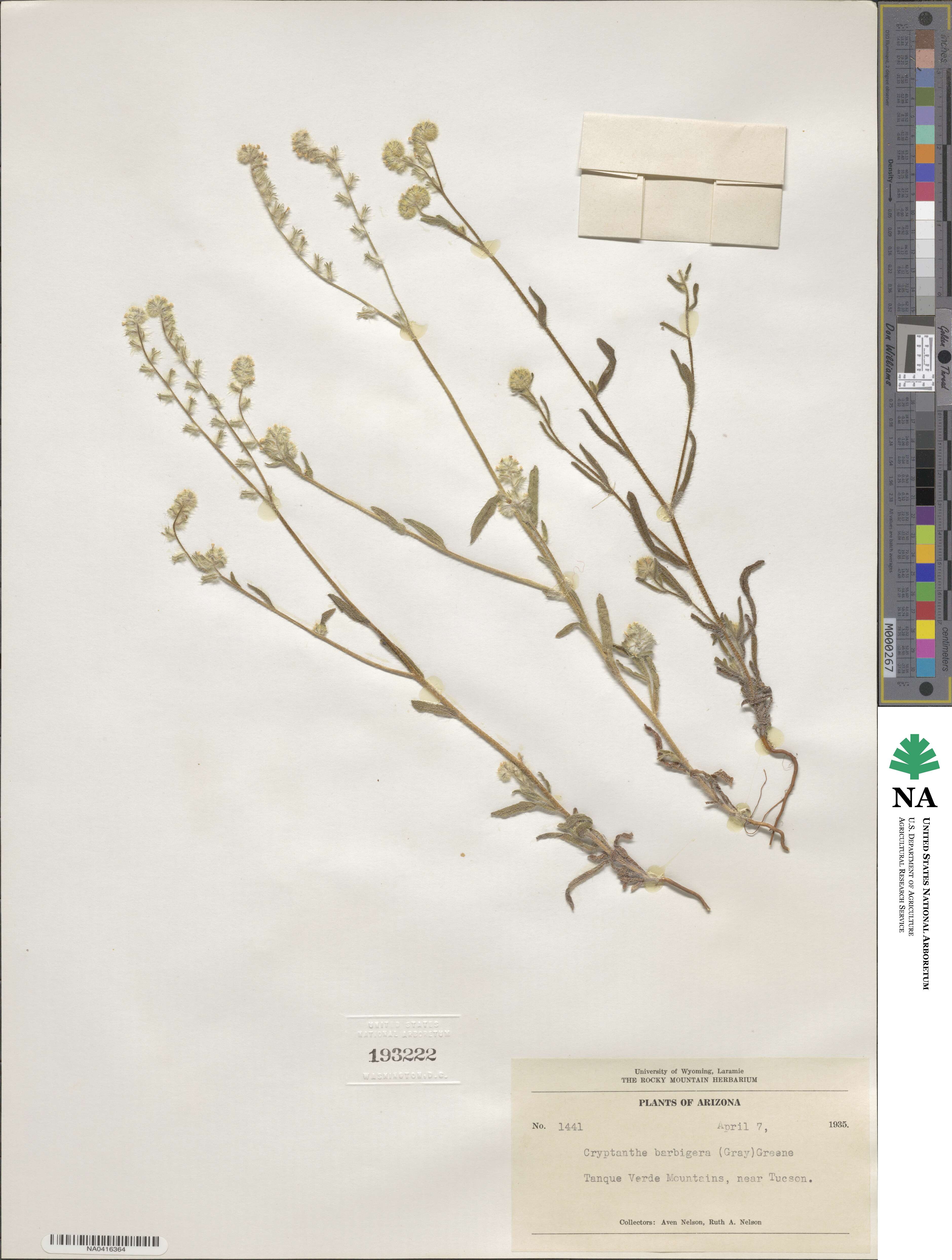 Cryptantha barbigera image