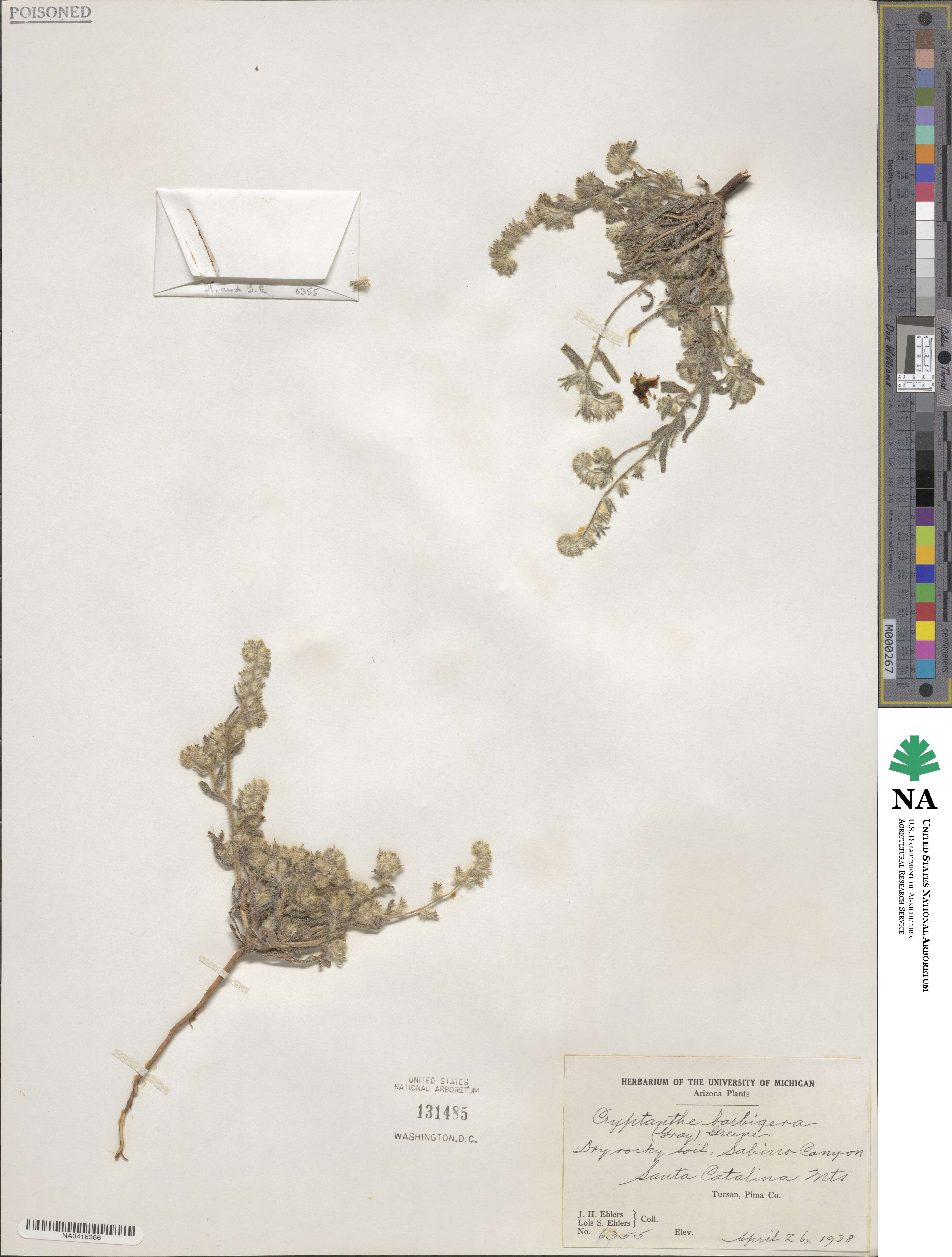 Cryptantha barbigera image