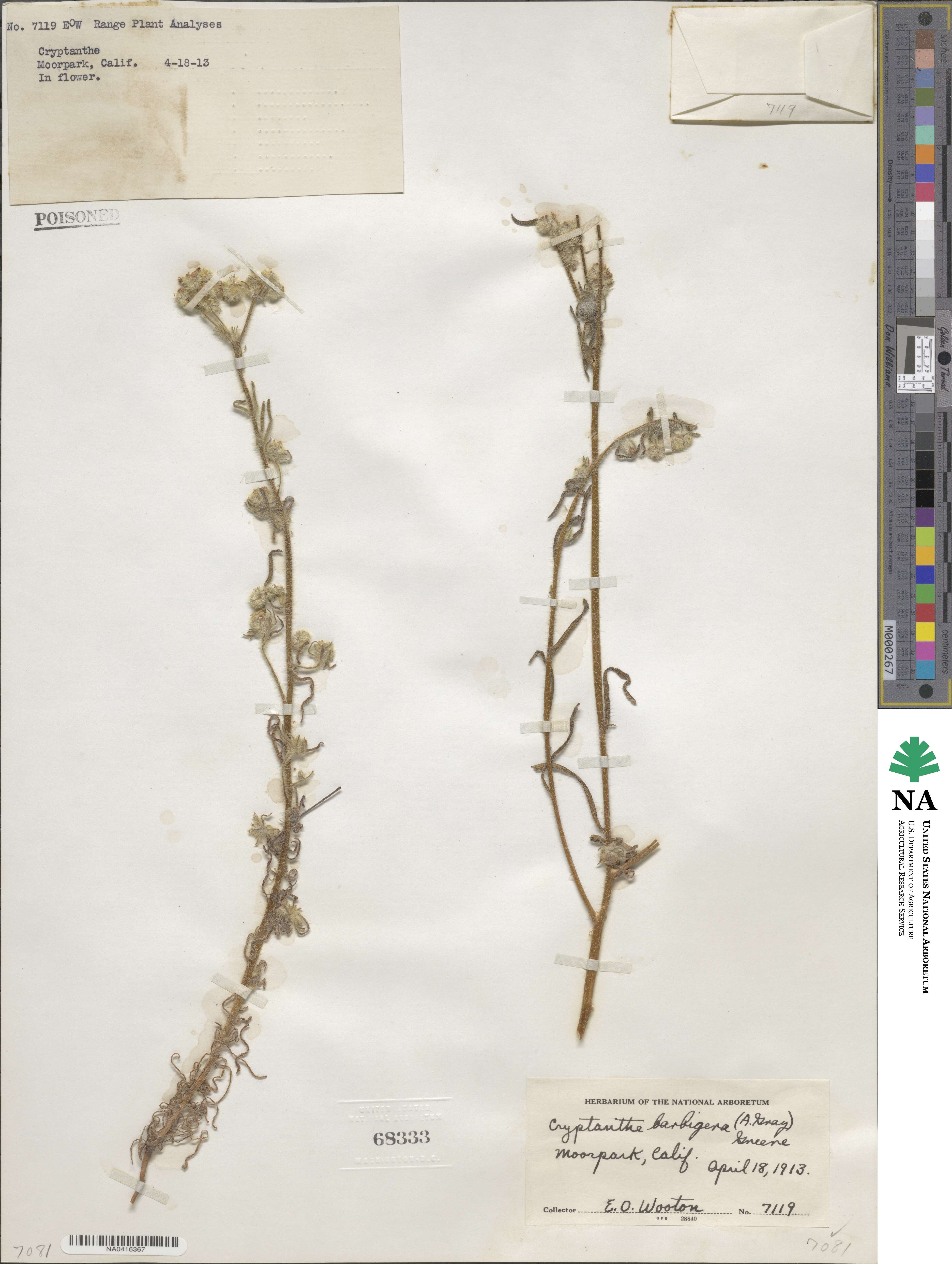 Cryptantha barbigera image