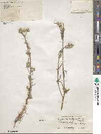 Cryptantha barbigera image