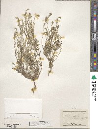 Cryptantha angustifolia image