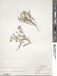 Cryptantha angustifolia image