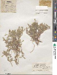 Cryptantha angustifolia image