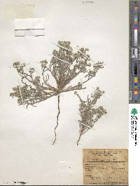 Cryptantha angustifolia image