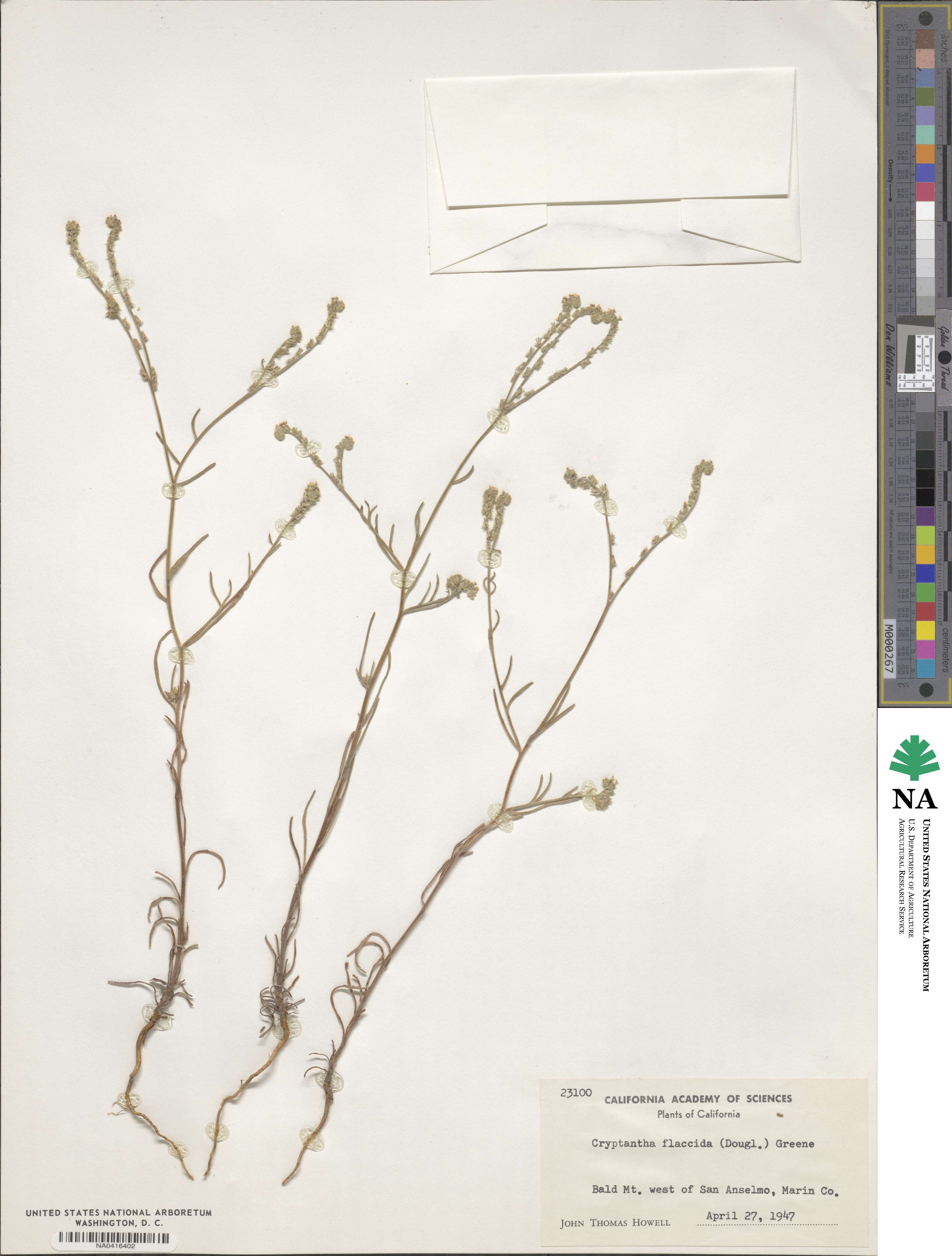 Cryptantha flaccida image