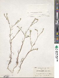 Cryptantha flaccida image