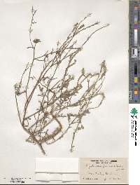 Cryptantha flaccida image