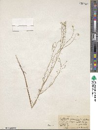 Cryptantha flaccida image