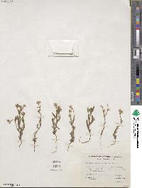 Cryptantha flaccida image