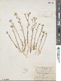 Cryptantha flaccida image