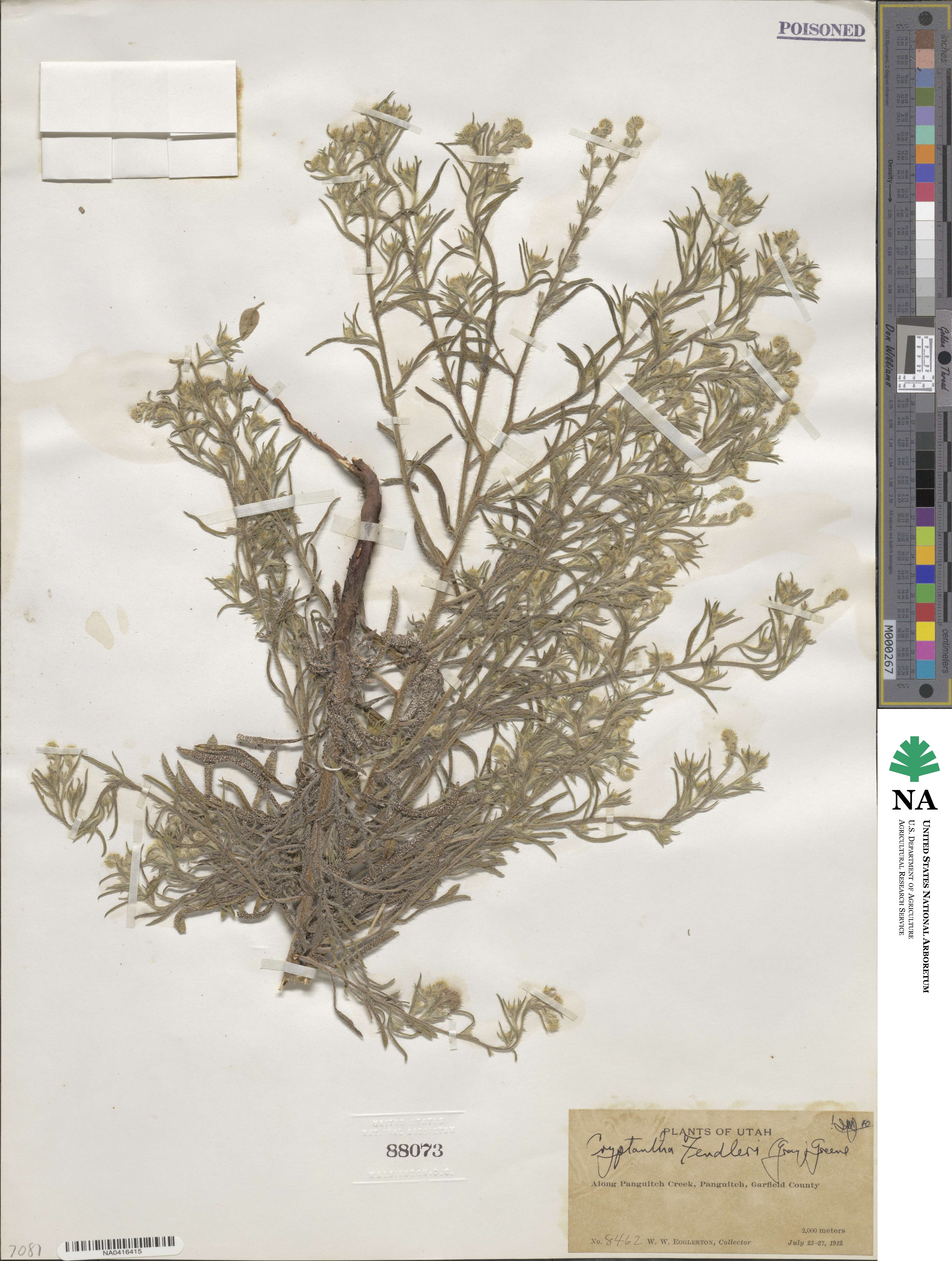 Cryptantha fendleri image