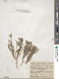 Image of Cryptantha echinella