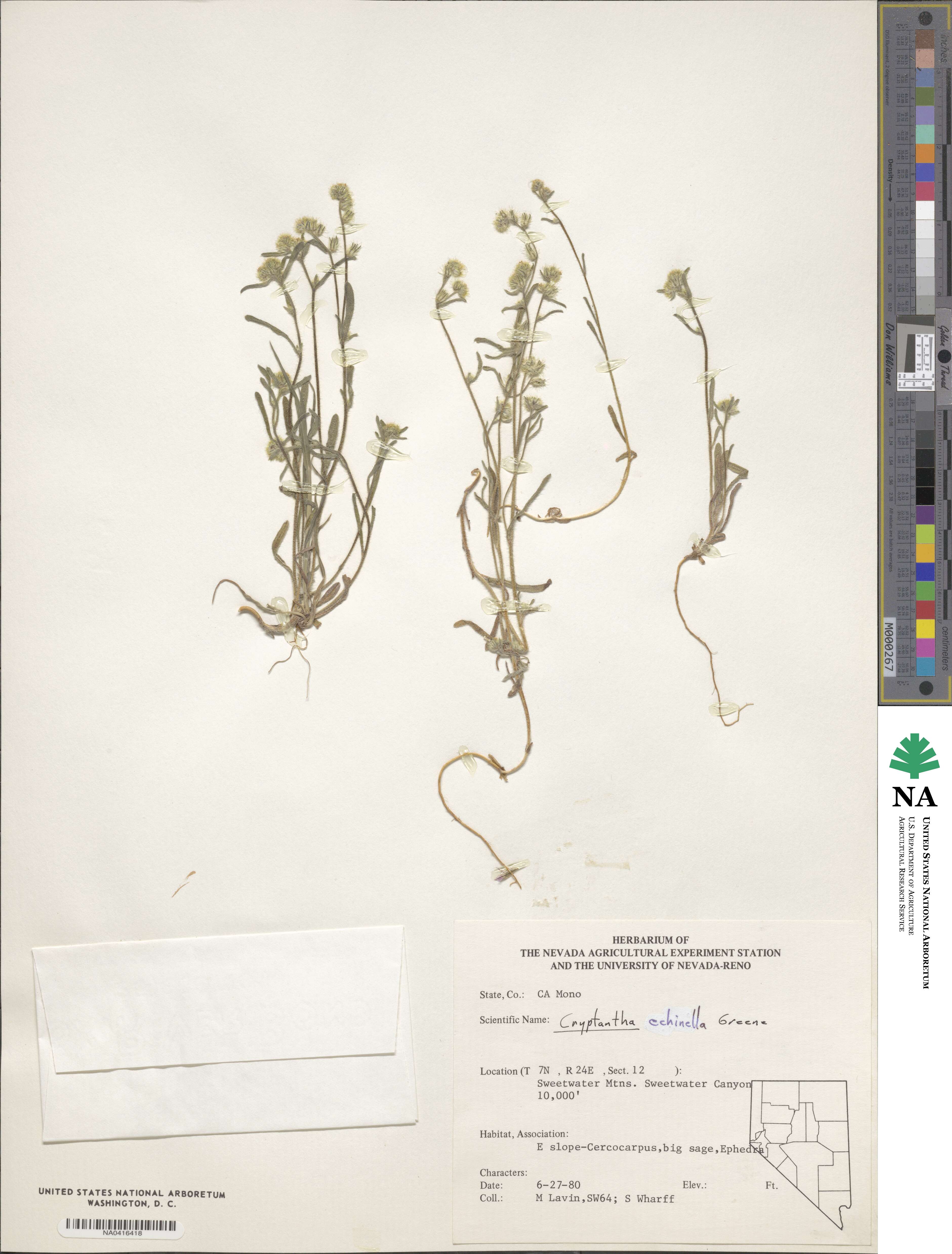 Cryptantha echinella image