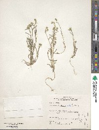 Cryptantha echinella image