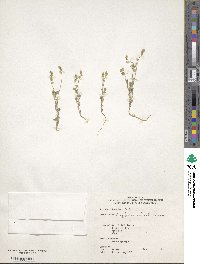 Cryptantha echinella image