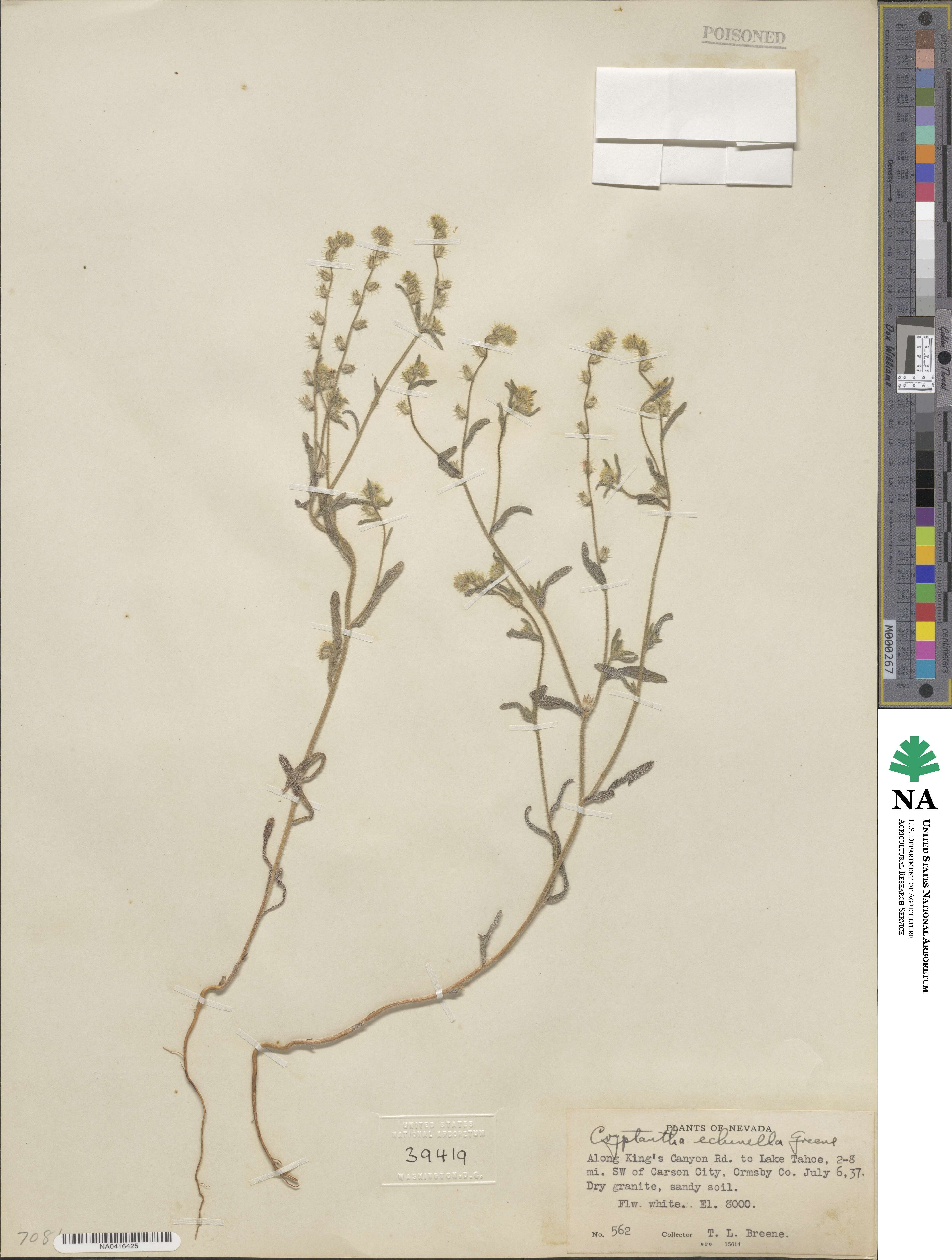 Cryptantha echinella image