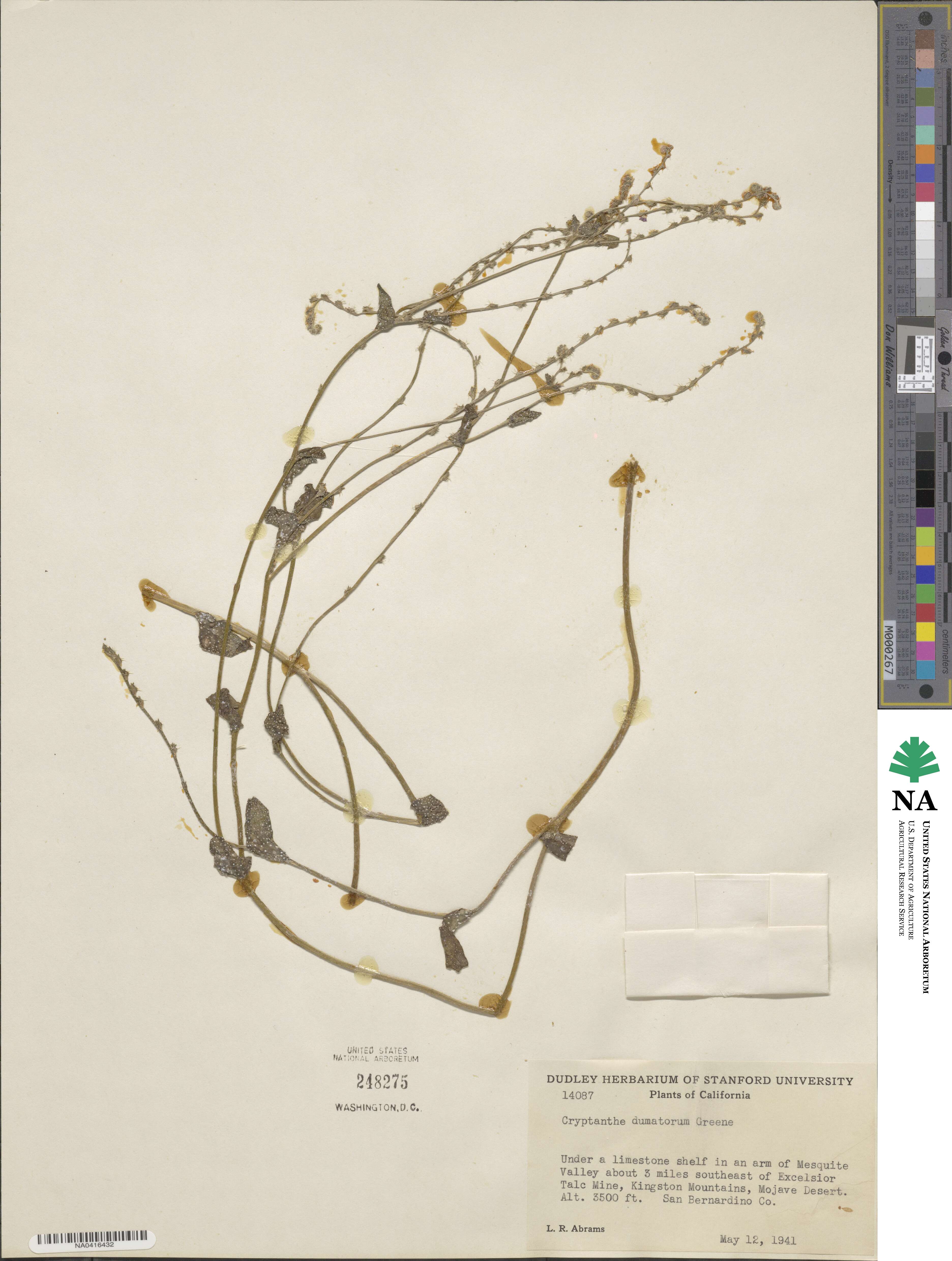 Cryptantha dumetorum image