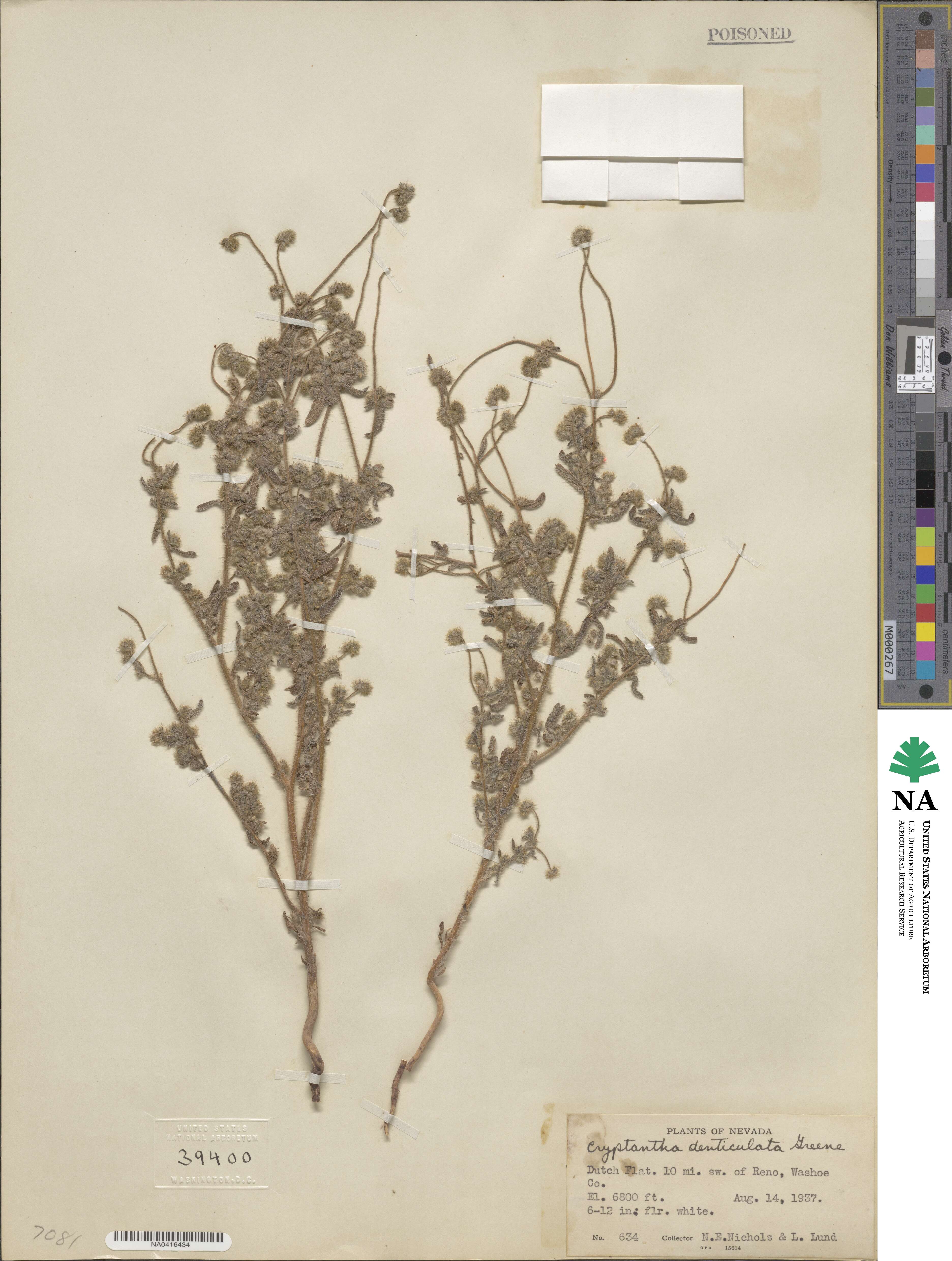 Cryptantha muricata image