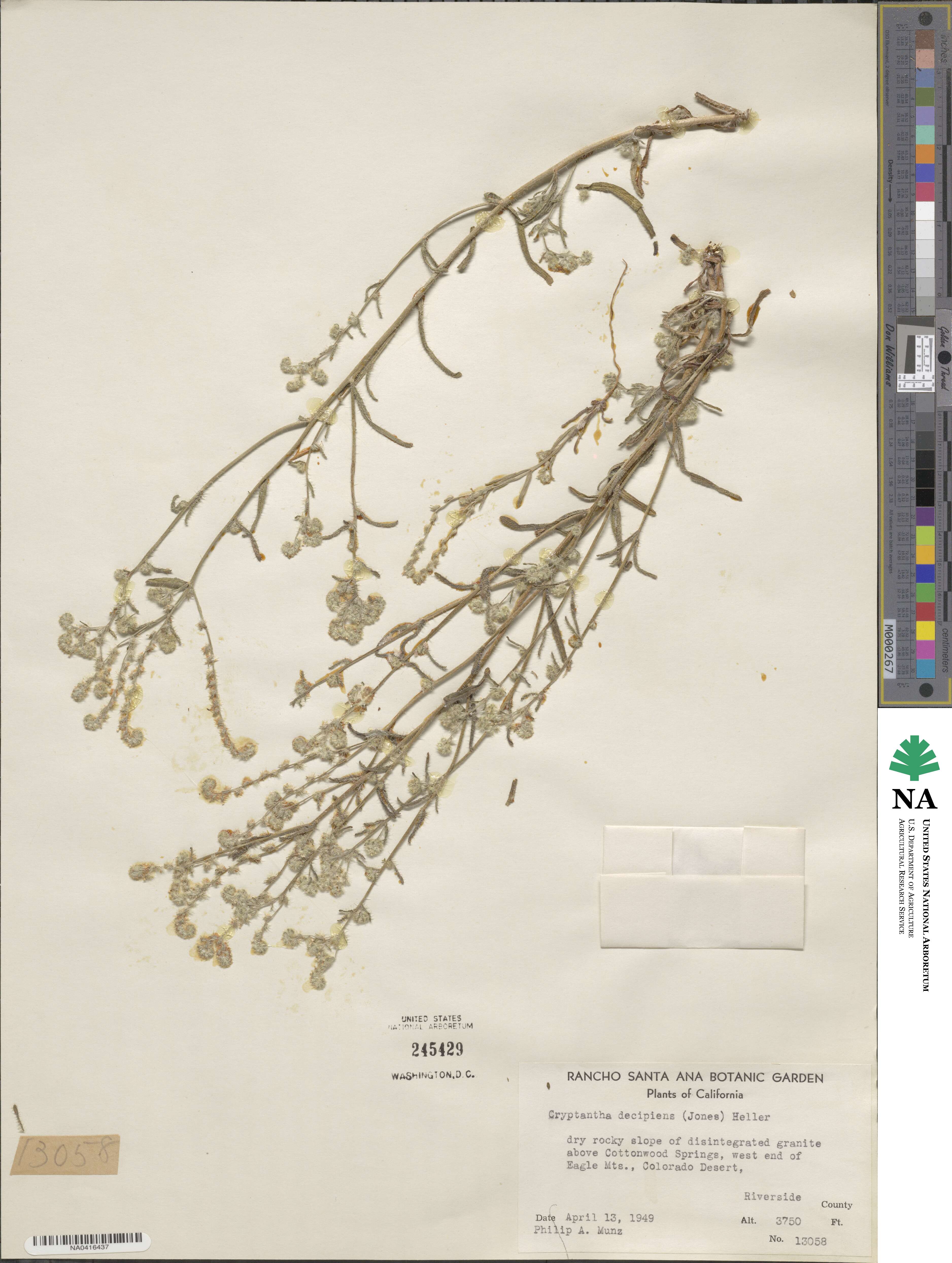 Cryptantha decipiens image
